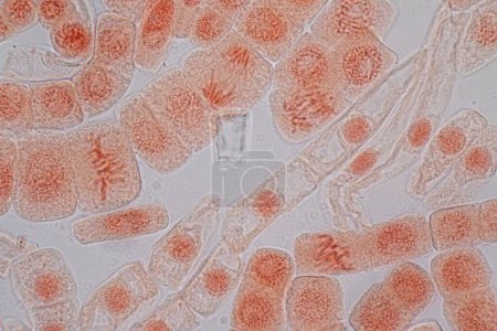 Téléchargez les photos : Mitosis cell in the Root tip of Onion under a microscope. - en image libre de droit