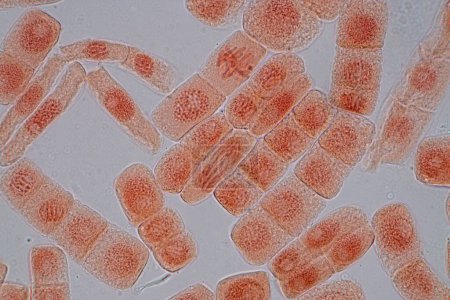 Foto de Mitosis cell in the Root tip of Onion under a microscope. - Imagen libre de derechos