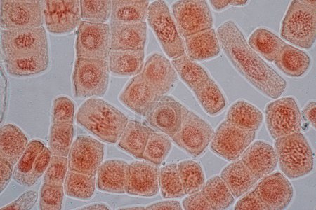 Téléchargez les photos : Mitosis cell in the Root tip of Onion under a microscope. - en image libre de droit