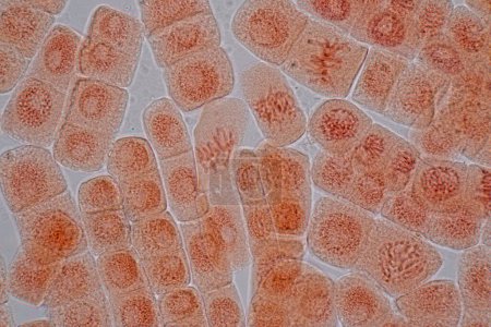 Foto de Mitosis cell in the Root tip of Onion under a microscope. - Imagen libre de derechos