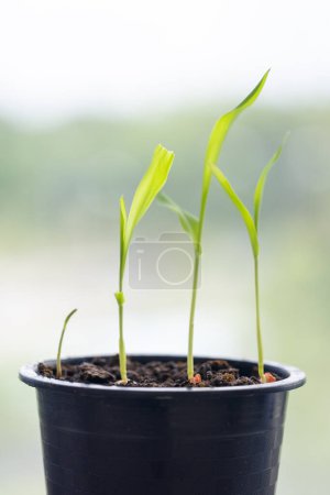 Téléchargez les photos : Caractéristiques de germination des plants de maïs en laboratoire. - en image libre de droit