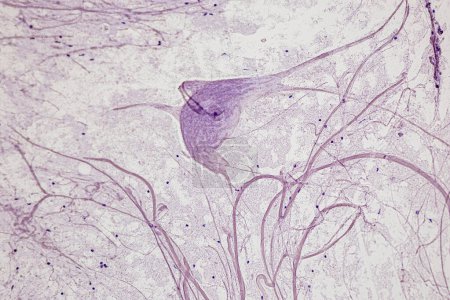 Foto de Neurón motor, médula espinal, fibras nerviosas y células nerviosas bajo el microscopio en Lab. - Imagen libre de derechos