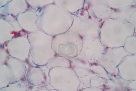 Foto de Mostrando micrografo de luz Tipo de tejido humano bajo el microscopio en el laboratorio. - Imagen libre de derechos