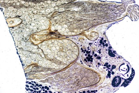 Téléchargez les photos : Affichage d'une micrographie photonique Type de tissu Humain sous le microscope en laboratoire. - en image libre de droit