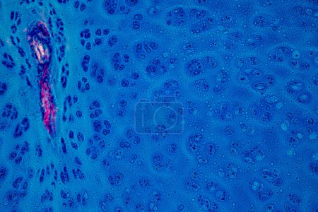 Photo for Showing Light micrograph Type of Tissue Human under the microscope in Lab. - Royalty Free Image