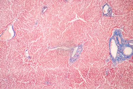 Foto de Estructura del tejido del bazo humano, hígado humano y riñón humano bajo el microscopio en el laboratorio. - Imagen libre de derechos