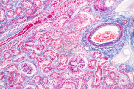 Foto de Estructura del tejido del bazo humano, hígado humano y riñón humano bajo el microscopio en el laboratorio. - Imagen libre de derechos