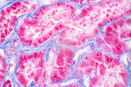 Téléchargez les photos : Structure du tissu de la rate humain, foie humain et rein humain sous le microscope en laboratoire. - en image libre de droit