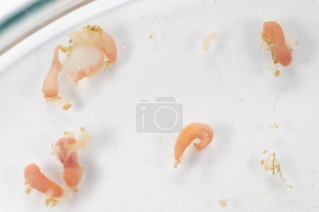 Photo for Study of Parasitic helminths (Trematodes) of marine fishes under a microscope. - Royalty Free Image