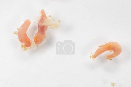 Foto de Estudio de helmintos parásitos (Trematodes) de peces marinos bajo un microscopio. - Imagen libre de derechos