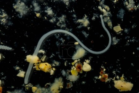 Foto de Tapeworms (Cestoda: Caryophyllidea), Parasites of Fish in Thailand. - Imagen libre de derechos