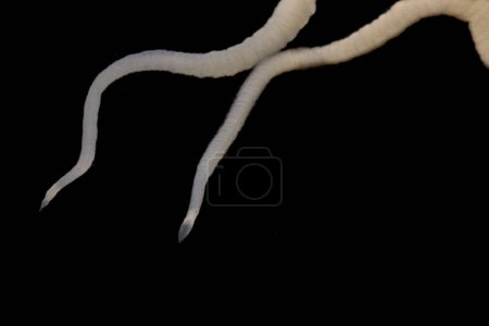 Foto de Tapeworms (Cestoda: Caryophyllidea), Parasites of Fish in Thailand. - Imagen libre de derechos