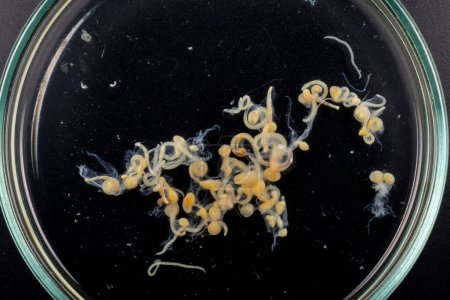 Téléchargez les photos : Étude des helminthes parasites (Trematodes) et des ascaris de poissons au microscope. - en image libre de droit