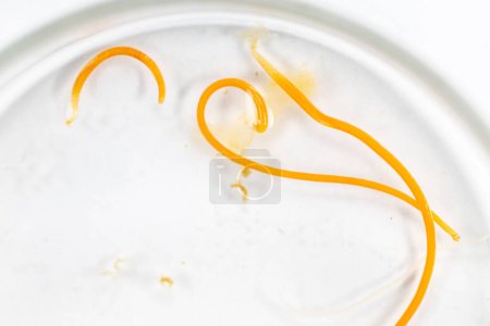 Téléchargez les photos : Étude des helminthes parasites (Trematodes) et des ascaris de poissons au microscope. - en image libre de droit