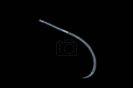 Foto de Estudio de helmintos parásitos (Trematodes) y Ascaris de peces bajo un microscopio. - Imagen libre de derechos