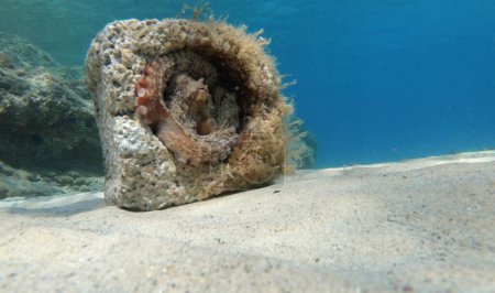 Photo for Common octopus hidden in a brick looking outside underwater with tentacles around itself in Greece - Royalty Free Image