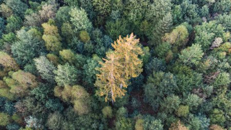 Photo for European forest top view. Aereal perspective of German forest near the Alps in late summer - Royalty Free Image