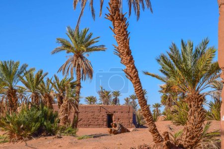 Foto de Palmeras junto a un pequeño oasis en el desierto del Sahara, Marruecos - Imagen libre de derechos