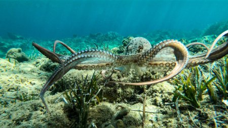 Photo for Alive octopus underwater swimming in the Aegean Sea. Oktopus vulgaris in the Mediterranean ocean beneath Posedonia algae - Royalty Free Image