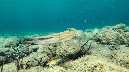 Photo for Alive octopus underwater swimming in the Aegean Sea. Oktopus vulgaris in the Mediterranean Sea beneath Posedonia algae - Royalty Free Image