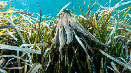 Photo for Alive octopus underwater swimming in the Aegean Sea. Oktopus vulgaris in the Mediterranean Sea beneath Posedonia algae - Royalty Free Image