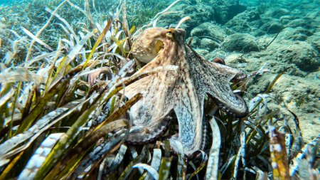 Photo for Common octopus camouflaging on algae underwater in Greece - Royalty Free Image