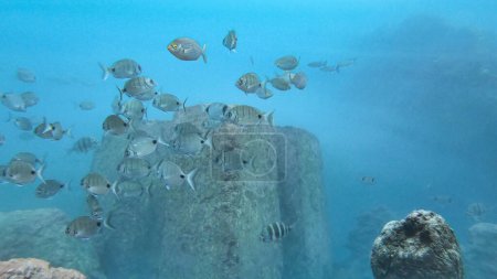 Téléchargez les photos : Grand banc de poissons sargo nageant au-dessus du fond de l'océan Atlantique à Madère - en image libre de droit