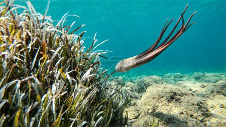 Photo for Alive octopus underwater swimming in the Aegean Sea. Oktopus vulgaris in the Mediterranean ocean beneath Posedonia algae - Royalty Free Image