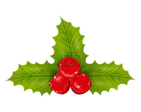 Illustration for Holly berries and leaves. Vector illustration. - Royalty Free Image