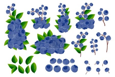 A set of branches, dark blue berries and green leaves of blueberries on a white background. Decorative borders from berries and fruits. Berry pattern. Vector illustration.