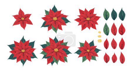 Ein Satz Weihnachtssterne mit Blütenblättern und Blättern. Mexikanischer Weihnachtsstern mit roten scharlachroten Hochblättern, die die kleinen gelben Blüten umgeben. Eine beliebte Zimmerpflanze für Weihnachten oder Neujahr.