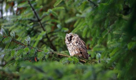 Photo for Long eared owl chick in a conifer tree - Royalty Free Image