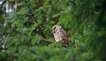 Photo for Long eared owl chick in a conifer tree - Royalty Free Image