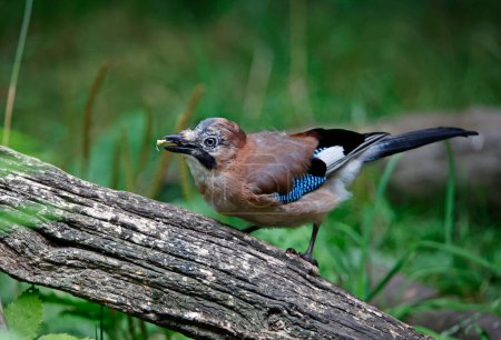 Photo for Eurasian jay searching for food in the woods - Royalty Free Image