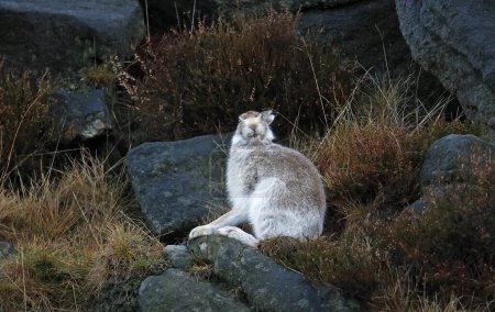 Foto de Mountain hare in winter coat preening on the hillside - Imagen libre de derechos