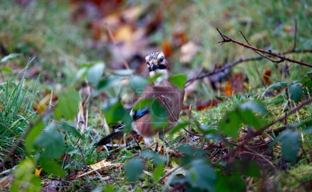 Photo for Eurasian jay collecting food in the woods - Royalty Free Image