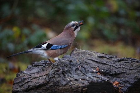 Photo for Eurasian jay collecting food in the woods - Royalty Free Image