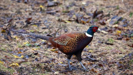 Photo for Male pheasant foraging for food in the undergrowth - Royalty Free Image