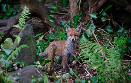 Photo for Urban fox cubs exploring the garden - Royalty Free Image