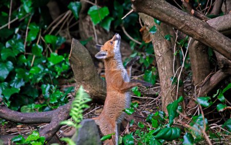 Photo for Urban fox cubs exploring the garden - Royalty Free Image
