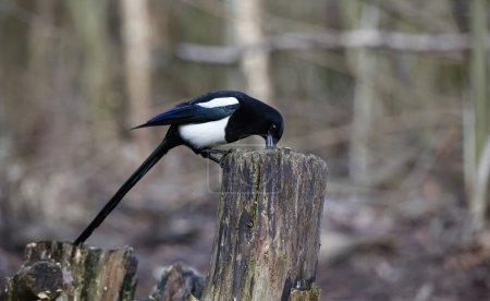 Photo for Magpie collecting food at a woodland site - Royalty Free Image