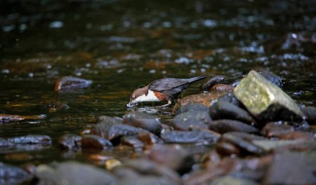Foto de Dipper eurasiático en busca de comida en el río - Imagen libre de derechos