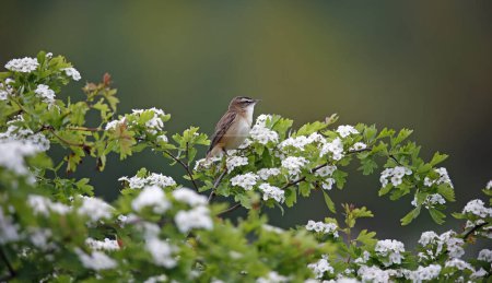 Photo for Sedge warbler singing in a flowering hawthorn tree - Royalty Free Image