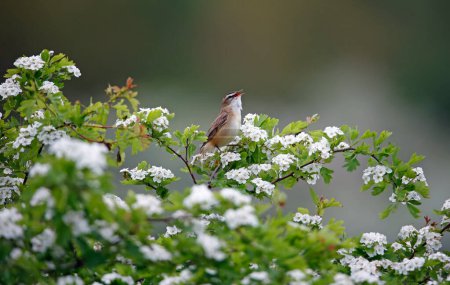Photo for Sedge warbler singing in a flowering hawthorn tree - Royalty Free Image