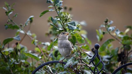 House sparrows in the garden