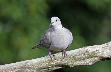 Photo for Collared dove perched in the woods - Royalty Free Image