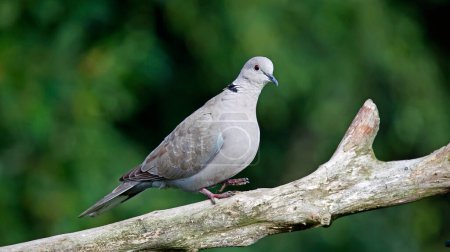 Photo for Collared dove perched in the woods - Royalty Free Image