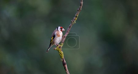Photo for Goldfinches at a woodland site - Royalty Free Image