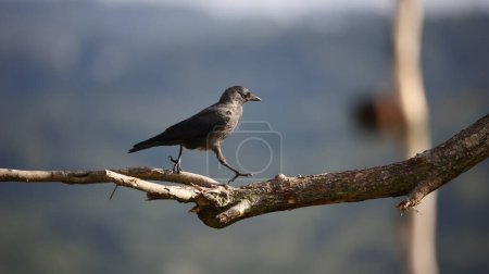 Photo for Jackdaws down on the farm - Royalty Free Image