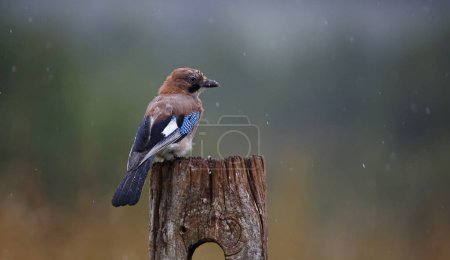Photo for Eurasian jays perched up around the farm - Royalty Free Image